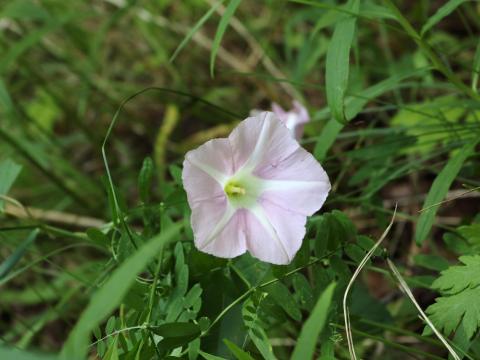 Liseron haies (Calystegia sepium)_25