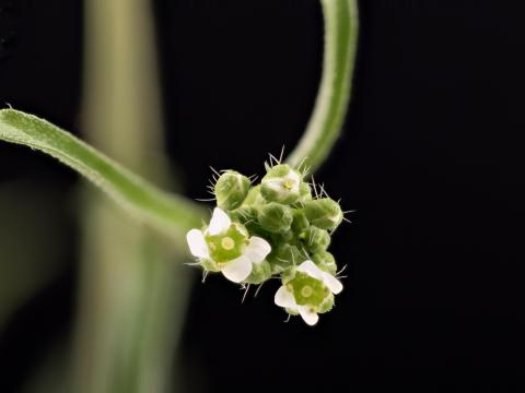 Bourse pasteur(Capsella bursa-pastoris)_18