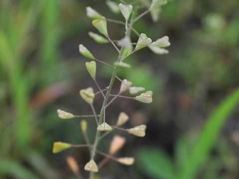 Bourse pasteur(Capsella bursa-pastoris)_19