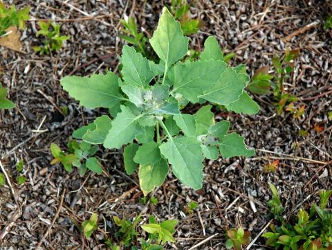 Chénopode blanc(Chenopodium album)_7