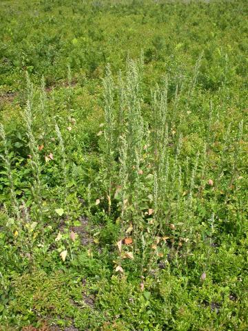 Chénopode blanc(Chenopodium album)_12