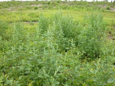 Chénopode blanc(Chenopodium album)_13