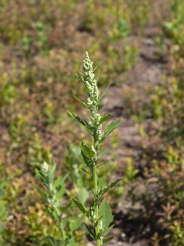 Chénopode blanc(Chenopodium album)_15