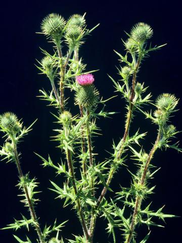 Chardon vulgaire(Cirsium vulgare)_7