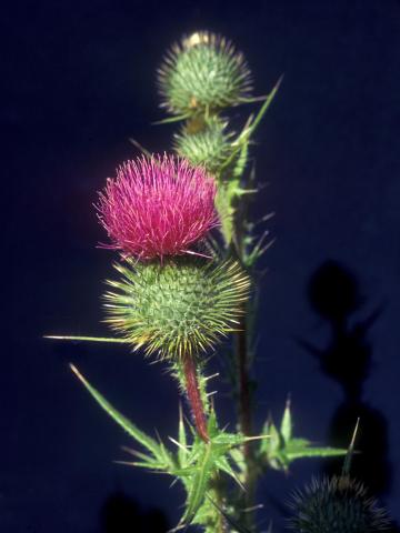 Chardon vulgaire(Cirsium vulgare)_8