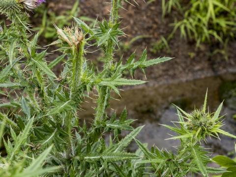 Chardon vulgaire(Cirsium vulgare)_15