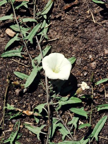 Liseron champs (Convolvulus arvensis)_1