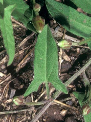 Liseron champs (Convolvulus arvensis)_2