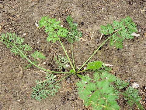 Carotte sauvage(Daucus carota)_3