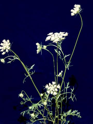 Carotte sauvage(Daucus carota)_4