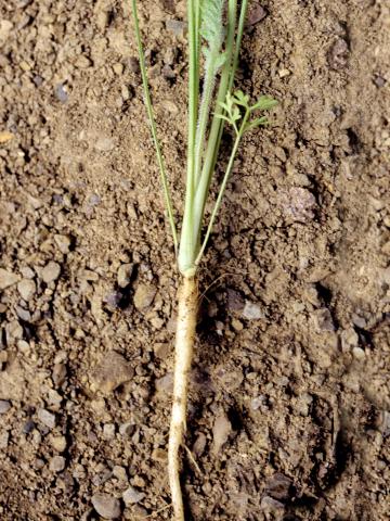 Carotte sauvage(Daucus carota)_7