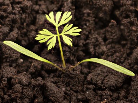 Carotte sauvage(Daucus carota)_11