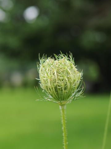 Carotte sauvage(Daucus carota)_17