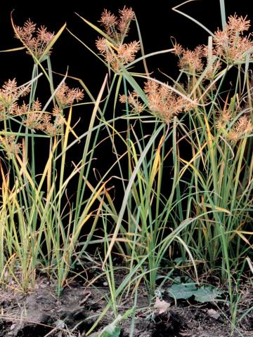 Souchet comestible(Cyperus esculentus)_18