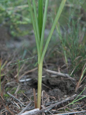 Souchet comestible(Cyperus esculentus)_19