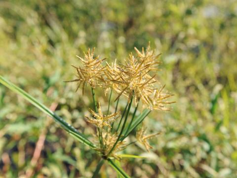 Souchet comestible(Cyperus esculentus)_23