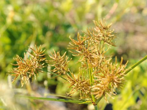 Souchet comestible(Cyperus esculentus)_26