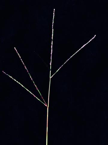 Digitaire astringente(Digitaria ischaemum)_5