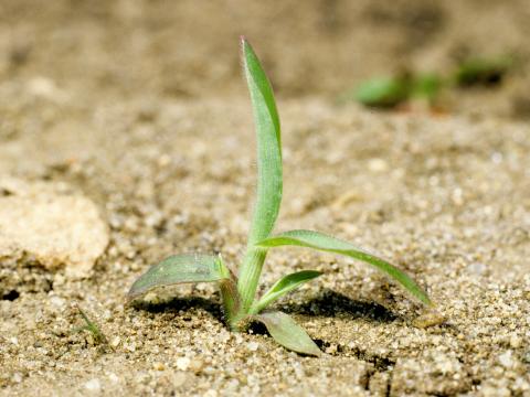 Digitaire sanguine(Digitaria sanguinalis)_1