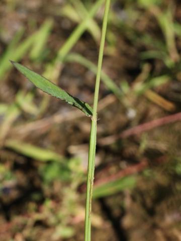 Digitaire sanguine(Digitaria sanguinalis)_23