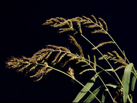 Pied-de-coq(Echinochloa crus-galli)_5