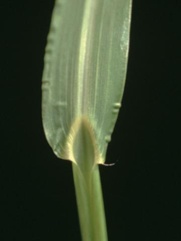 Pied-de-coq(Echinochloa crus-galli)_6