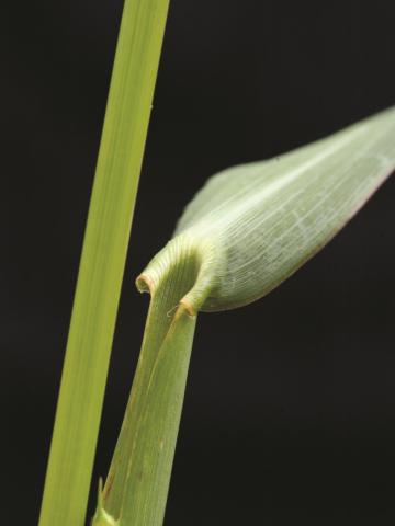 Pied-de-coq(Echinochloa crus-galli)_13