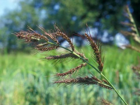 Pied-de-coq(Echinochloa crus-galli)_17