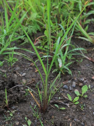 Pied-de-coq(Echinochloa crus-galli)_25