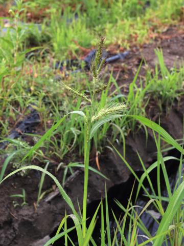 Pied-de-coq(Echinochloa crus-galli)_27