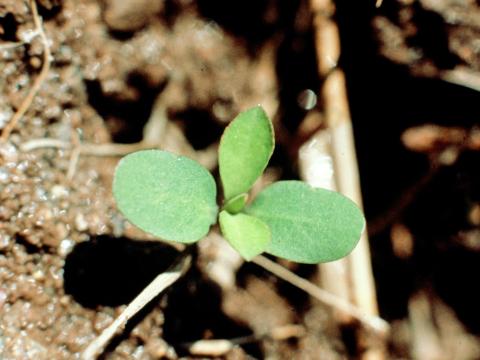 Euphorbe réveille-matin (Euphorbia helioscopia)_1