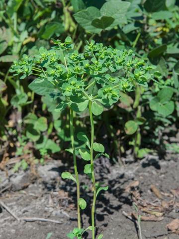 Euphorbe réveille-matin (Euphorbia helioscopia)_7