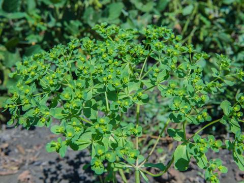 Euphorbe réveille-matin (Euphorbia helioscopia)_8