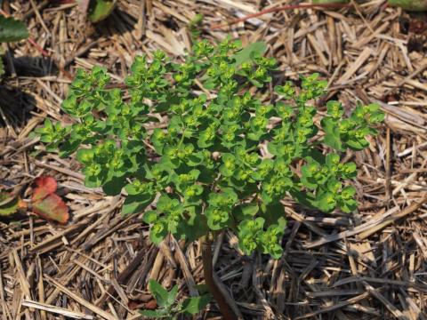 Euphorbe réveille-matin (Euphorbia helioscopia)_19