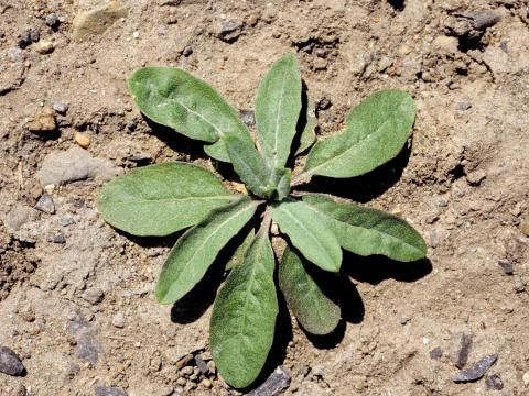 Vélar fausse-giroflée(Erysimum cheiranthoides)_2