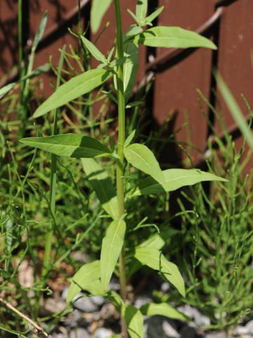 Vélar fausse-giroflée(Erysimum cheiranthoides)_15