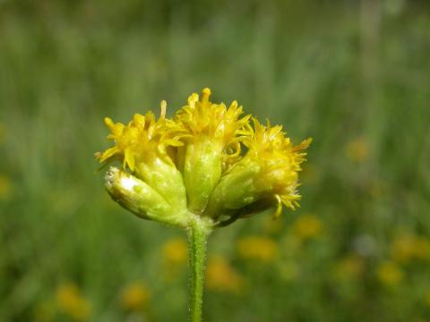 Verge d'or à feuilles de graminée(Euthamia graminifolia)_17