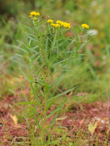 Verge d'or à feuilles de graminée(Euthamia graminifolia)_23