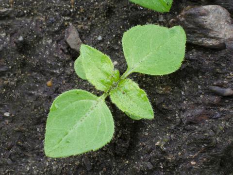 Galinsoga cilié (Galinsoga quadriradiata)_3