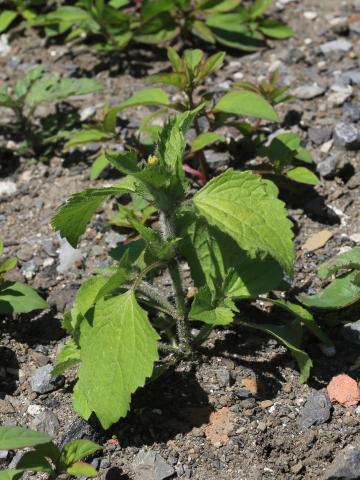 Galinsoga cilié (Galinsoga quadriradiata)_13