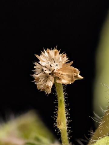 Galinsoga cilié (Galinsoga quadriradiata)_17