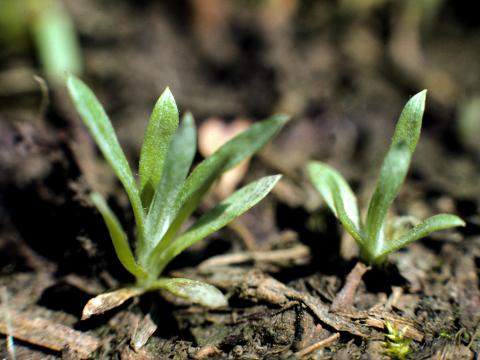 Gnaphale des vases (Gnaphalium uliginosum)_1