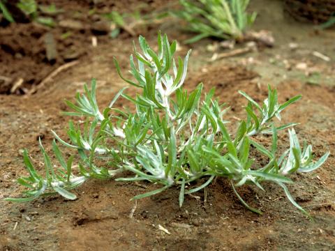 Gnaphale des vases (Gnaphalium uliginosum)_3