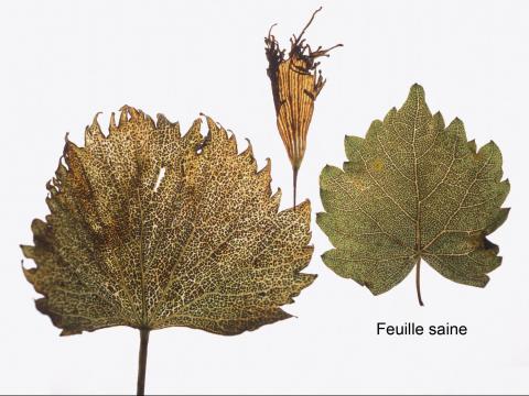 Vigne (raisin) - herbicides phytohormonaux (4)_1