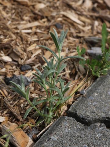 Gnaphale des vases (Gnaphalium uliginosum)_16