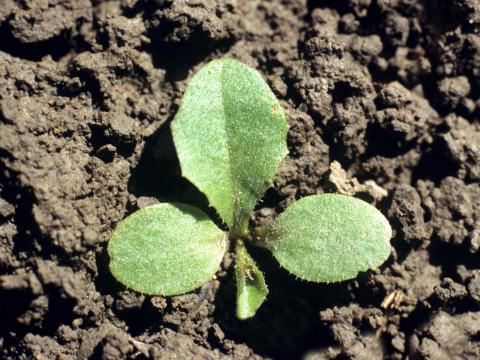 Laitue scariole (Lactuca serriola)_1