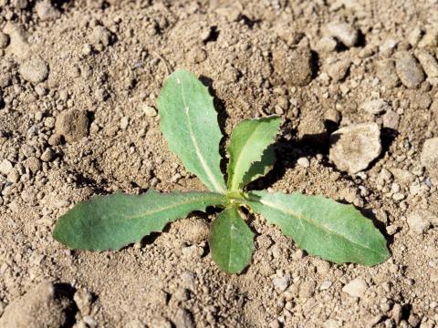 Laitue scariole (Lactuca serriola)_2