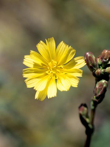 Laitue scariole (Lactuca serriola)_5