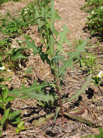 Laitue scariole (Lactuca serriola)_8