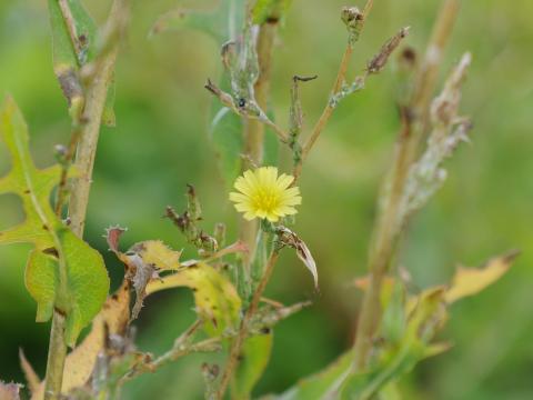 Laitue scariole (Lactuca serriola)_17